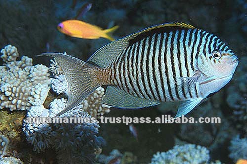 76.cat_marine_redseafish_625b