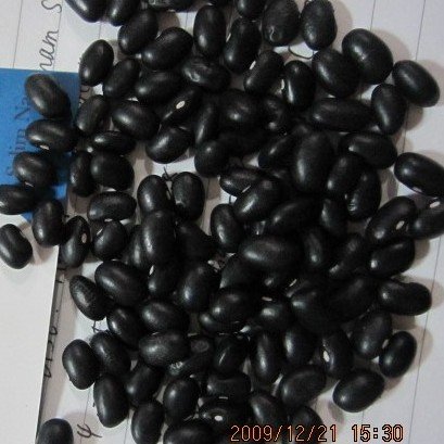 black bean....jpg