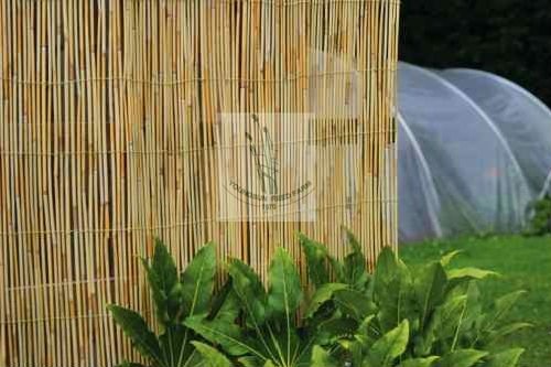 reed fence X