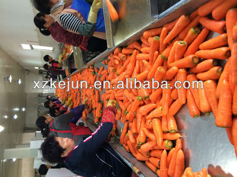 Fresh carrot in bulk with high grade
