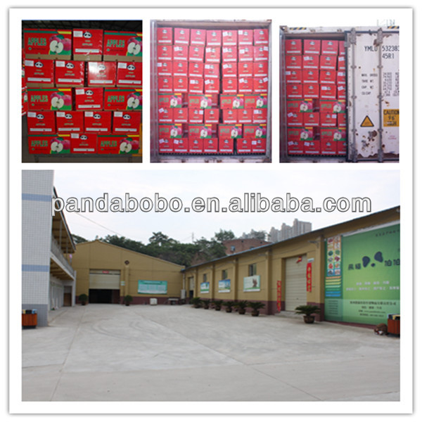 apple fruit specification fresh apple fruit on hot sale