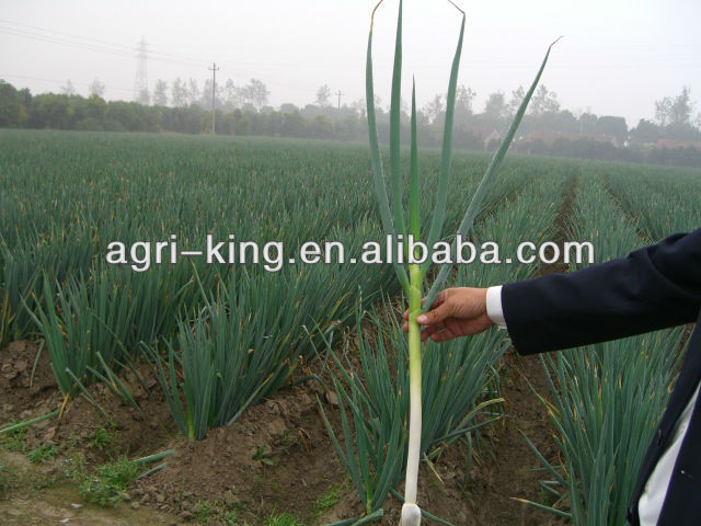 Chive types IQF & Frozen green onion