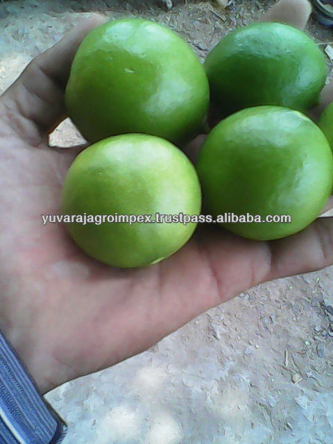 Fresh Citrus Fruit Supplier in India