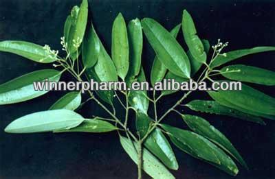 Cinnamon Extract in high quality 5:1 10:1 in plant extract