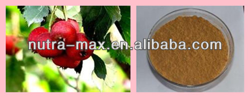 100% Natural Hawthorn Extract 10:1 20:1