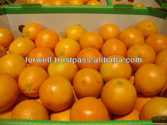 fresh Valalncia Orange for Juice
