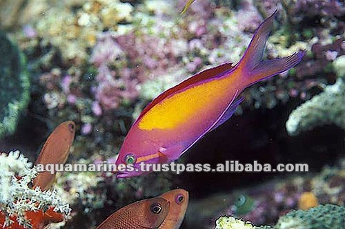 85 cat_marine_nemanthias_carberry729b_l