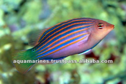 86 cat_marine_wrasses_lined_l