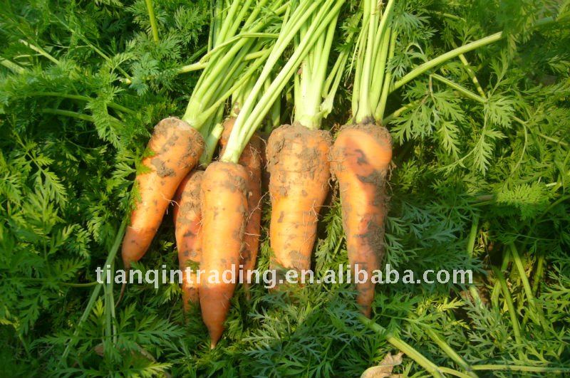 2011 fresh red carrot (own farm)