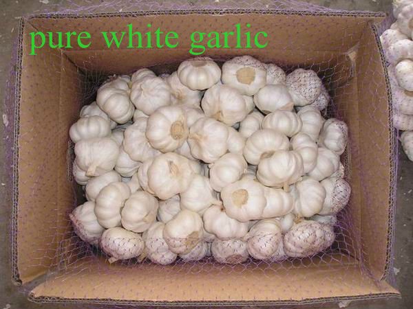 5cm normal white garlic laiwu wanxin brand