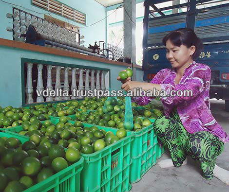 Fresh Green Lemon 2014 - Good price and high quality