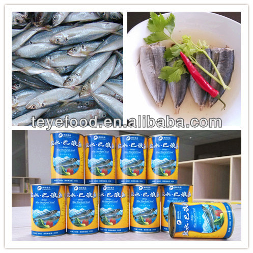 Chinese canned fish Canned Blue Mackerel Scad in Brine