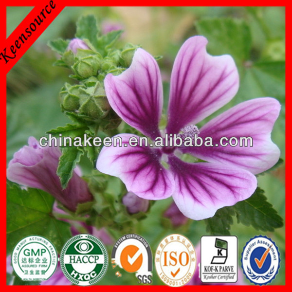 2014 Hollyhock Extract/Marshmallow Root Powder/ Althaea Officinalis Extract