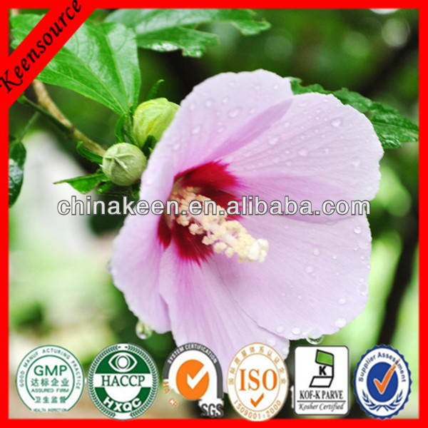 2014 Hollyhock Extract/Marshmallow Root Powder/ Althaea Officinalis Extract