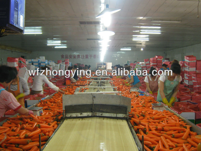 carrot,fresh carrot processing black carrot juice concentrate with good quality from china