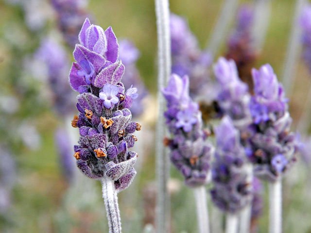 lavendar_flower02.jpg