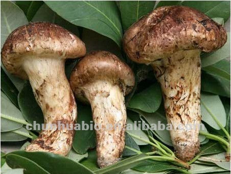 Dried wild sliced tricholoma matsutake mushroom