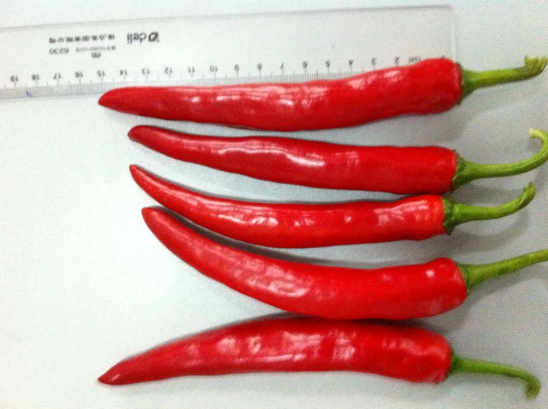deep frozen foods (frozen chilli) with FDA BRC,HALAL,HACCP,KOSHER