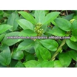 Gymnema Extract Specification: Gymnemic acid: 25%, 50%, 75%