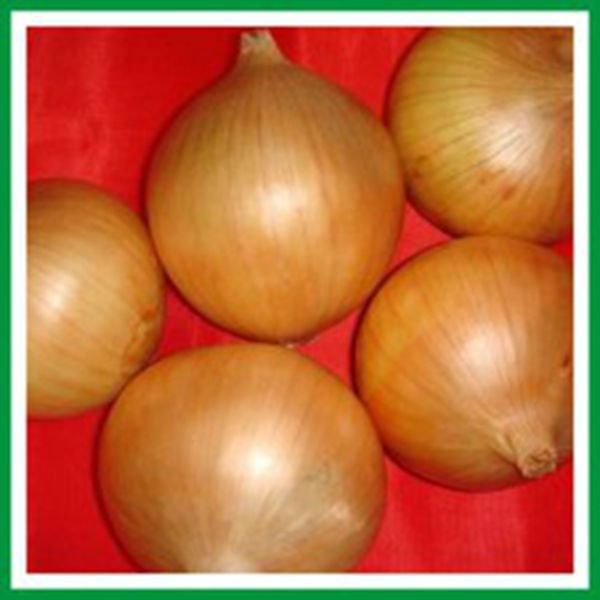 bulk onions in cold storage