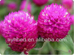 EU Standard heart shape White sliver Needle Blooming Tea