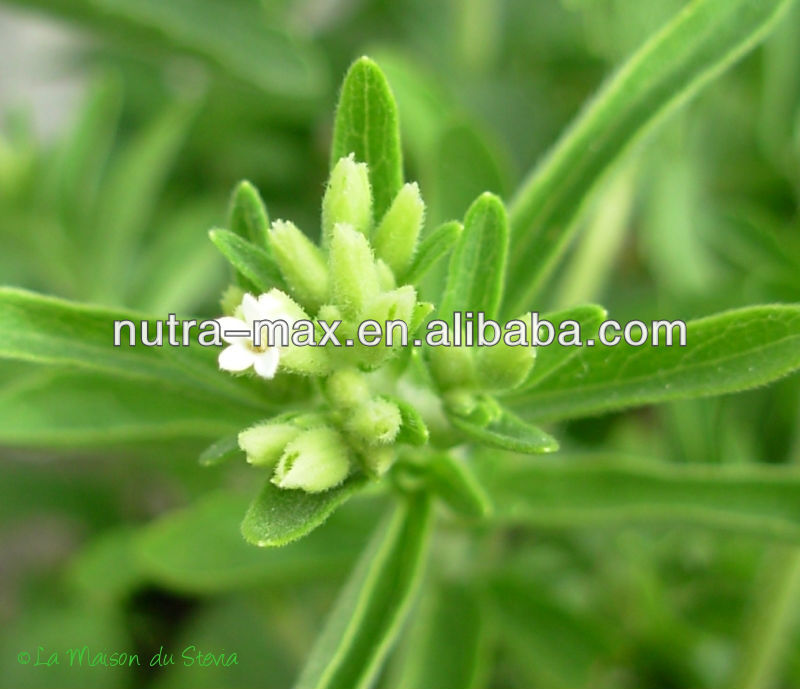 Nutramax Supplier - 80%~98% Stevia Extract Stevioside (CAS.:57817-89-7)