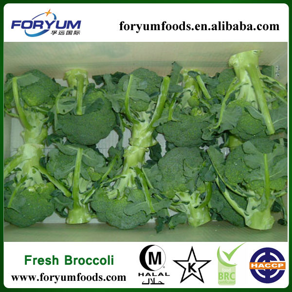 Frozen Broccoli IQF Broccoli