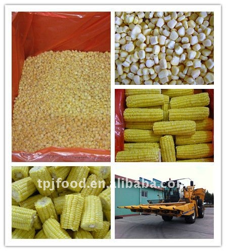 NON-GMO IQF frozen sweet corn kernels
