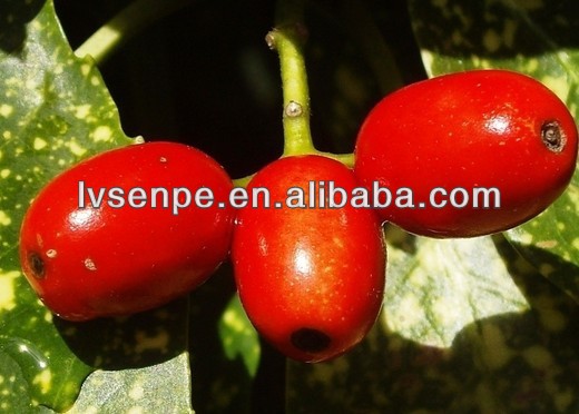 GMP Manufacturer High Quality &100% natural tibetan goji berries extract powder