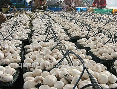 Hot selling canned button mushroom in brine