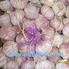 fresh garlic/ginger /onion in Pizhou