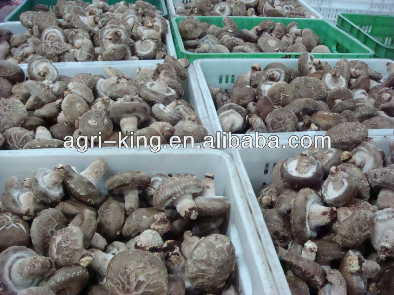 frozen shiitake mushroom slice