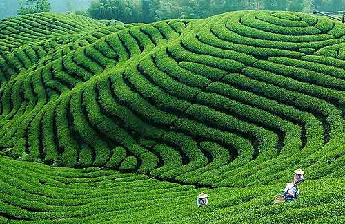 High quality natural Green tea Extract powder