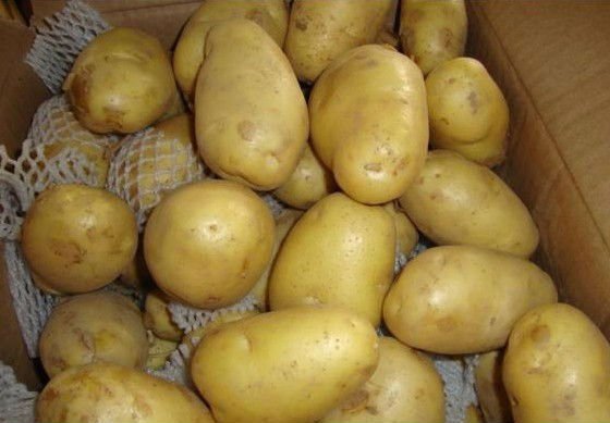Fresh Holland Potato exporter