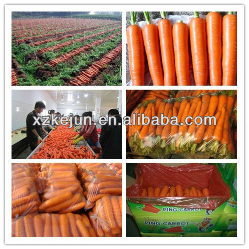Fresh carrot in bulk with high grade
