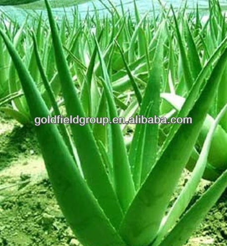 GMP certificate aloe vera soft gel
