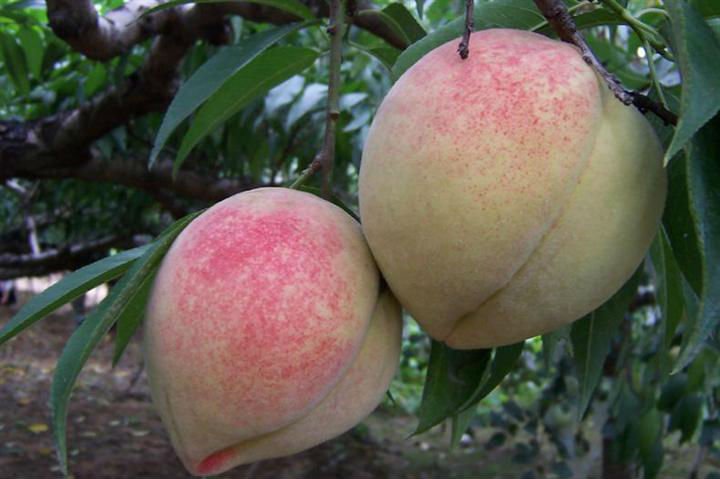 peach juice concentrate