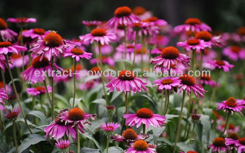 Natural echinacea extract 4%,echinacea extract powder