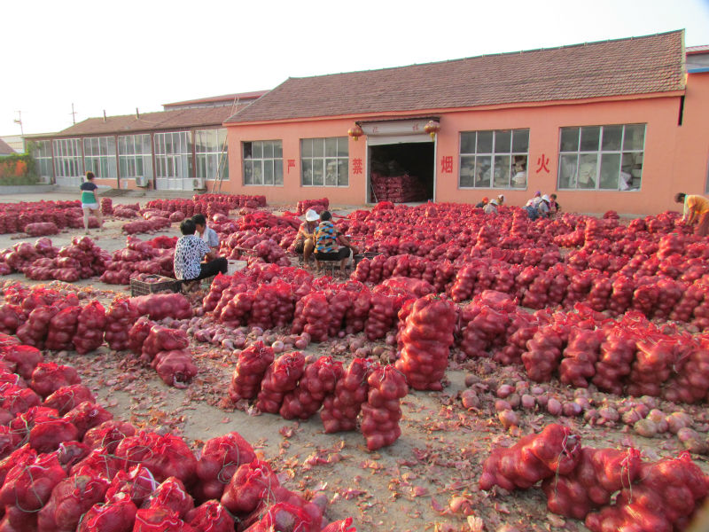 2014 fresh onion prices in in china