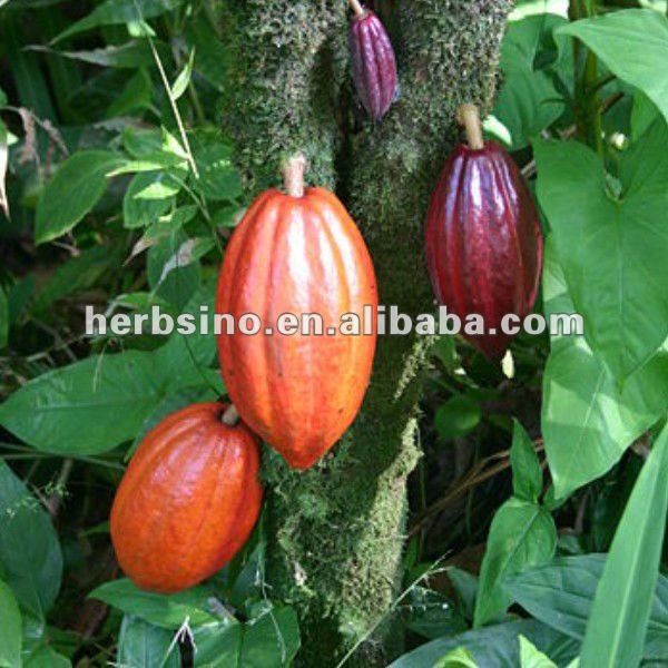 cocoa extract powder