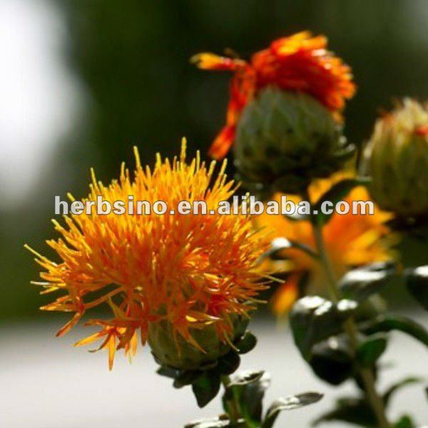 saffron crocus extract pwder