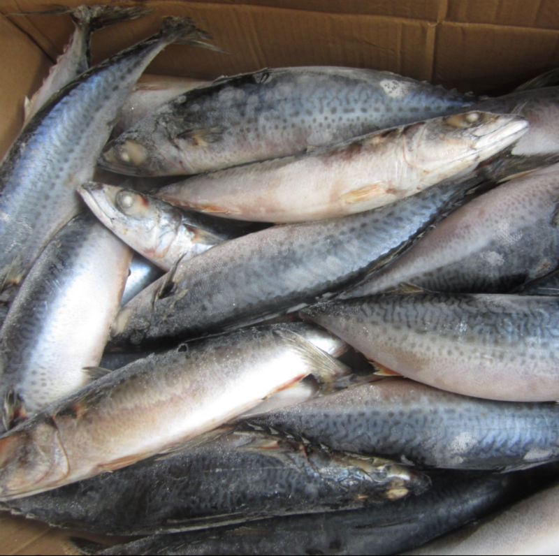 fish wholesale