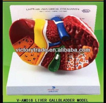 肝臓v-am016胆嚢器官のモデル問屋・仕入れ・卸・卸売り