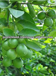 Fresh Lime, Fresh Lemon: High Quality and Competitive Price