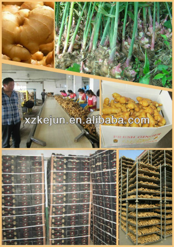 Fresh ginger for exporting with best quality