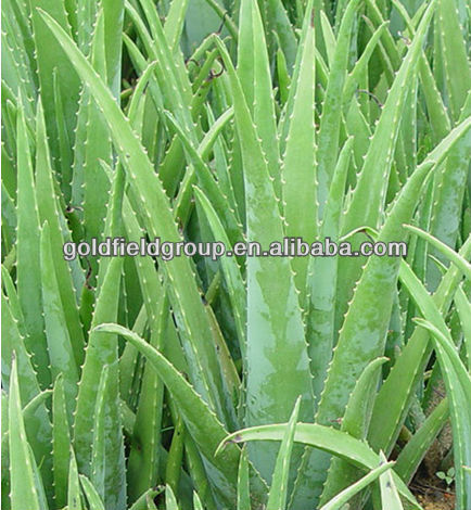 GMP certificate Aloe Vera Softgel