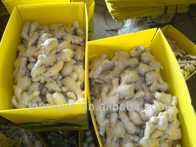 importers of spices yellow ginger crops/ plant tissue culture labs