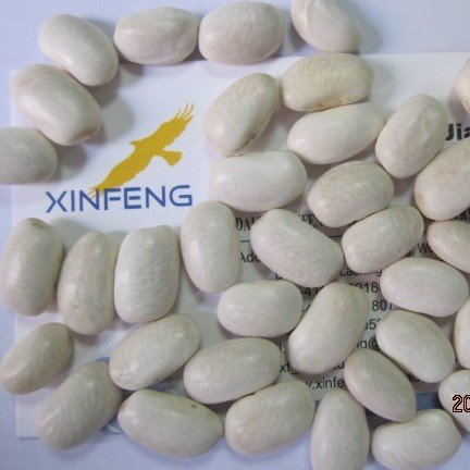 all size Japanese white kidney bean