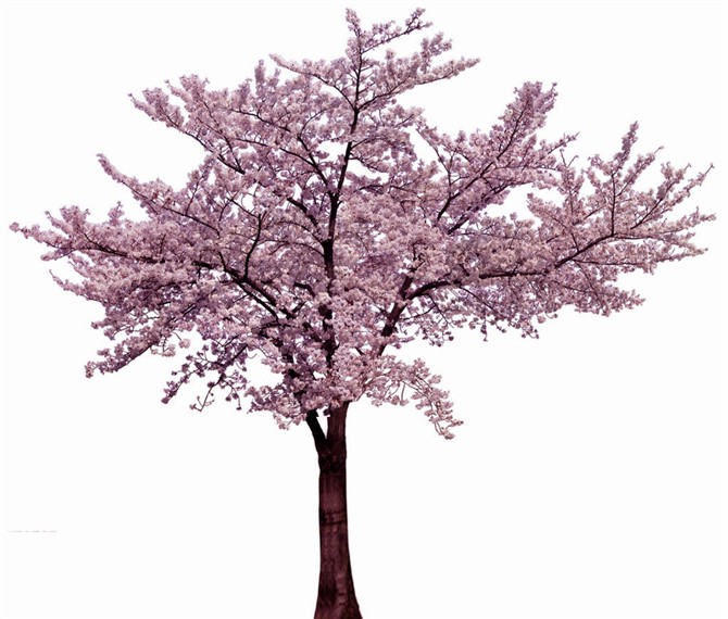 最新のデザイン4m偽桜の/高品質人工的な桜の木の5m/競争力のある価格6mfake桜の木問屋・仕入れ・卸・卸売り