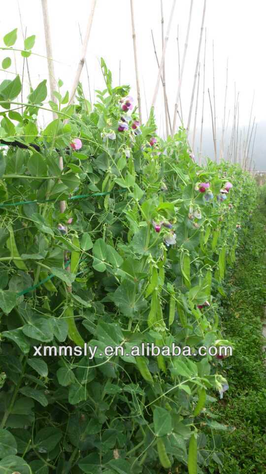 Wholesale high quality frozen snow pea pods